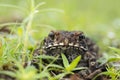 Ridged Toad front face Duttaphrynus parietalis, Maharashtra