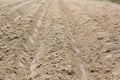 The ridges and furrows of a newly planted potato field