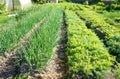 Ridges in the garden with onions and carrots