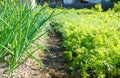 Ridges in the garden with onions and carrots