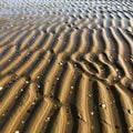 Grooves form intricate patterns in the wet sand likely created by tidal Royalty Free Stock Photo