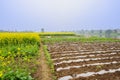 Ridges and ribbings in riverside fields on foggy sunny spring da Royalty Free Stock Photo