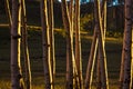 RIDGWAY, COLORADO - Aspens at Sunset, Hastings Mesa Colorado near. Aspen, wood