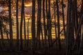 RIDGWAY, COLORADO - Aspens at Sunset, Hastings Mesa Colorado near. Nature, Blurred