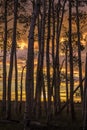 RIDGWAY, COLORADO - Aspens at Sunset, Hastings Mesa Colorado near. Trunk, beautiful