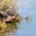 Ridgway`s Rail bird aka Rallus Obsoletus at Bird Sanctuary in Orange County California. Clapper Rail.