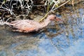 Ridgway`s Rail aka Rallus Obsoletus at Bird Sanctuary