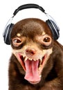 Ridiculous dog DJ. Royalty Free Stock Photo