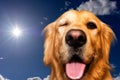 Ridiculous Golden retriever dog mouth open one eye closed on blue sky,sun sunshine and looking at the camera.Closeup Royalty Free Stock Photo