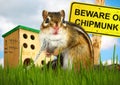 Ridiculous malicious chipmunk Royalty Free Stock Photo