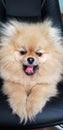 Ridiculous spitz-dog sits on a black background. Cute Pomeranian yawned. Mobile photography Royalty Free Stock Photo