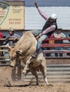 Riding the Bull Royalty Free Stock Photo