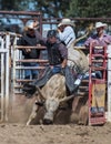 Riding the Bull Royalty Free Stock Photo