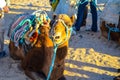 Riding a camel