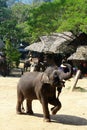 Riding elephant