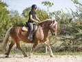 Riding girl and comtois horse