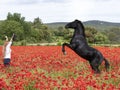 Riding girl and horse Royalty Free Stock Photo