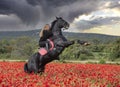 Riding girl and horse Royalty Free Stock Photo