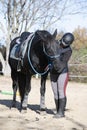 riding girl and horse Royalty Free Stock Photo