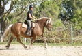 Riding girl and comtois horse Royalty Free Stock Photo