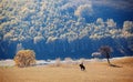 Riding a horse in colorful autumn Royalty Free Stock Photo