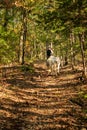 Riding a horse down a path in the woods