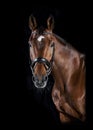 Riding horse head black background Royalty Free Stock Photo