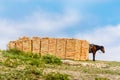 Riding horse near the piles of bricks Royalty Free Stock Photo