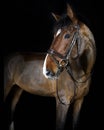 Riding horse in the studio Royalty Free Stock Photo
