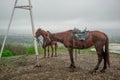 Riding horse on the top of the mountain Royalty Free Stock Photo