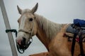 Riding horse on the top of the mountain Royalty Free Stock Photo