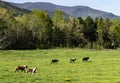 The riding horses of Cades Cove trot through a valley of green. Royalty Free Stock Photo