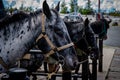 Riding Horses at mount Fuji 5th station Royalty Free Stock Photo