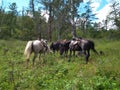 Riding horses with saddles in the Parking lot for tourism in the Altai mountains equestrian journey Royalty Free Stock Photo