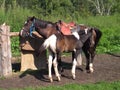 Riding horses with, saddles in the Parking lot for tourism in the Altai mountains equestrian journey Royalty Free Stock Photo