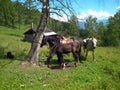 Riding horses with saddles in the Parking lot for tourism in the Altai mountains equestrian journey