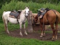 Riding horses with saddles in the Parking lot for tourism in the Altai mountains equestrian journey Royalty Free Stock Photo