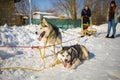 Riding Husky Dogs Sledge In Snow Winter Forest Royalty Free Stock Photo