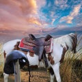 riding saddle and horse with nature background-