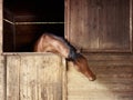Riding school: horse looking out of stable Royalty Free Stock Photo