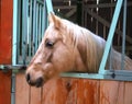 Riding school horse in stable in his aviary through the cage Royalty Free Stock Photo