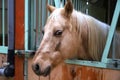 Riding school horse in stable in his aviary through the cage Royalty Free Stock Photo