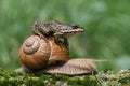Riding a snail Royalty Free Stock Photo