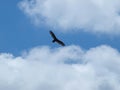 A Turkey Vulture Rides The Thermals On A Hot Late Summer Day