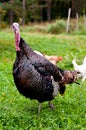 Ridley Bronze turkey tom Royalty Free Stock Photo