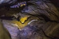 Ridley's beauty snake also cave dwelling ratsnake or cave racer , Elaphe taeniura ridleyi in a cave in Taman Negara