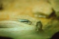 Ridley's beauty snake, cave dwelling ratsnake, cave racer (Orthr