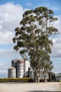 Gum trees and grain silos in South Africa