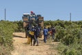 Casual labour. Grape pickers and mechanical picker in a Riebeek West vine yard in the Swartland region. South Africa