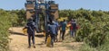 Grape pickers and a mechanical picking machine on a wine farm in the Swartland region of South Africa.